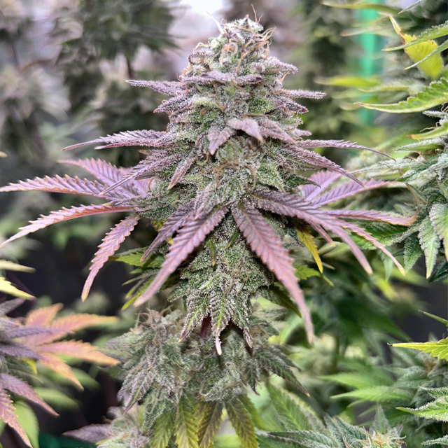 Original Sensible Seeds Pink Rozay Image 3